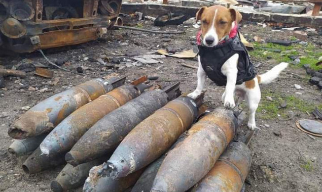 Відразу дві ветеранські організації США удостоїли чотирьохлапого піротехника Патрона пам&rsquo;ятними відзнаками (фото)