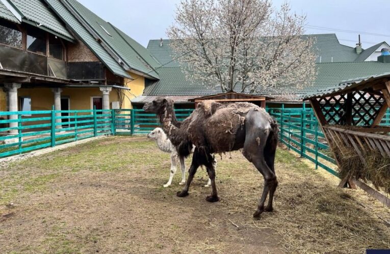Змарнілих тварин з кінного клубу на Буковині подарували благодійній організації: їх заберуть у Сучаву