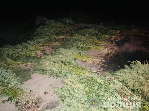 Поліцейські скосили 200 тисяч кущів коноплі на Прикарпатті