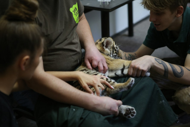 u stolichnomu zooparku likujut viluchenih u organizatoriv nezakonnoyi torgivli tvarin 33f8f91