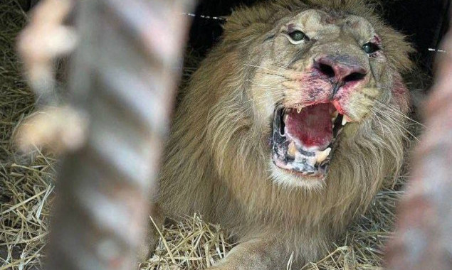 Через обстріли в Києві постраждав лев, – зоозахисники