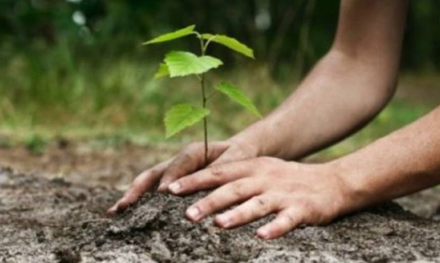 З початку року в Києві висадили майже 5 тисяч дерев та 53 тисячі кущів