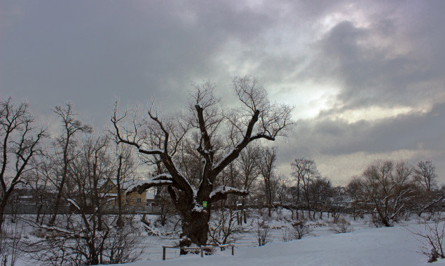 КМВА затвердила Положення про пам’ятку природи місцевого значення “Гнілецька верба”
