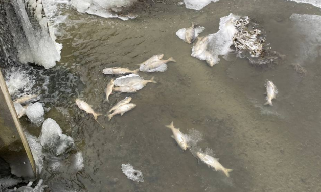 У Фастові зафіксували масовий мор риби, причина не відома