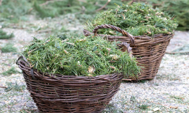 Кияни здали в пункти утилізації 4 тисячи ялинок