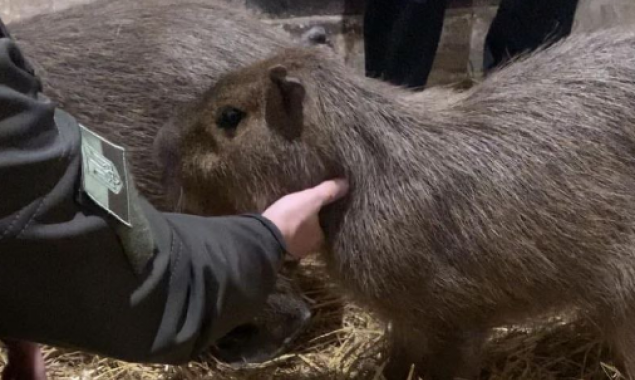 Шиншили, кролики, єноти та морські свинки з КиївЗоо допоможуть реабілітації поранених бійців (відео)