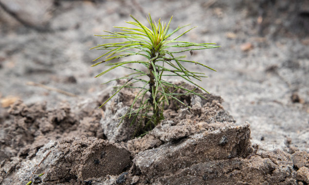 У Києві на території Дарницького лісництва вчора висадили 1,5 тисяч сіянців сосни (фото)