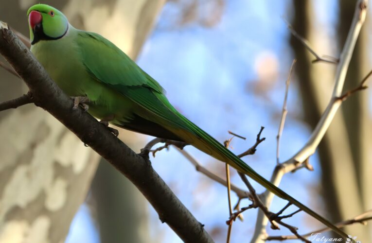 «Живуть навіть у Гімалаях»: У Чернівцях оселилися екзотичні папуги