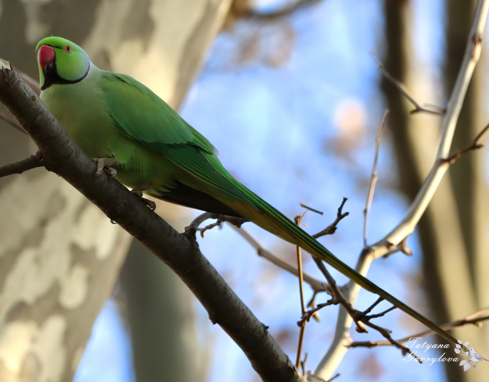 zhivut navit u gimalajah u chernivcjah oselilisja ekzotichni papugi 4b9bb0e