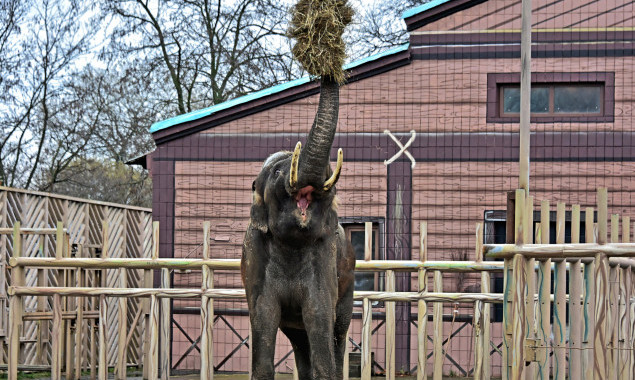 Київський зоопарк запрошує на показові годування найбільшого мешканця - слона Хораса (фото, відео)