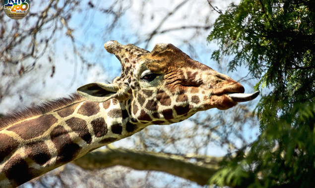 Мешканці Київського зоопарку відкривають 117 весняно-літній сезон (фото, відео)