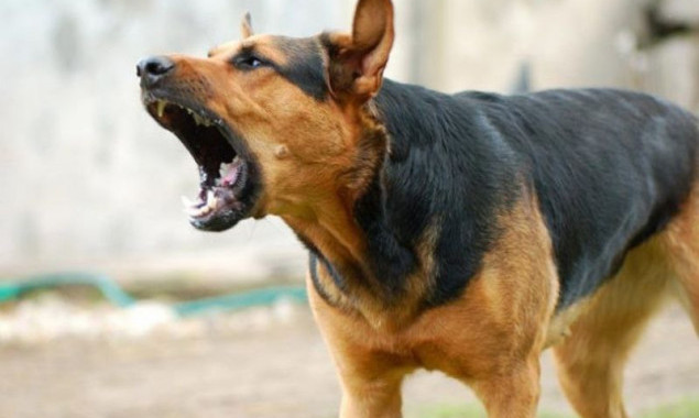 На Київщині собаки напали на матір і дитину (фото)