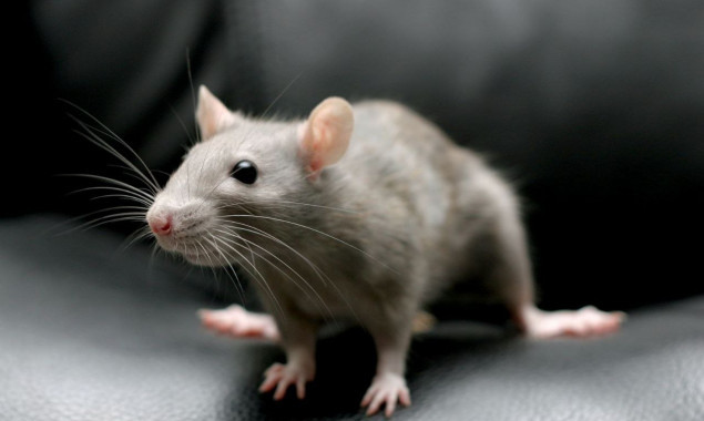 На території Деснянського району провели дератизацію