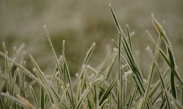 На території столиці та Київської області вночі 29-30 квітня очікуються заморозки на поверхні грунту