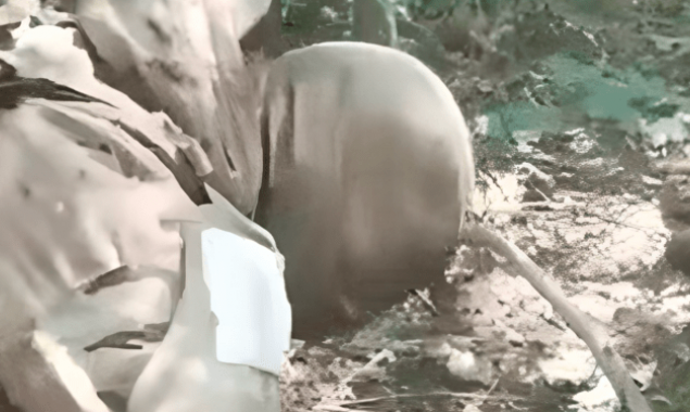 Офіційний Київ закликав Міжнародний кримінальний суд відреагувати на відео страти росіянами українського полоненого