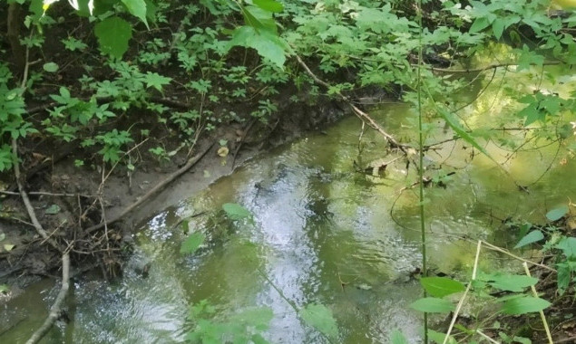Столична “Заплава орхідей” може стати місцевою пам’яткою природи