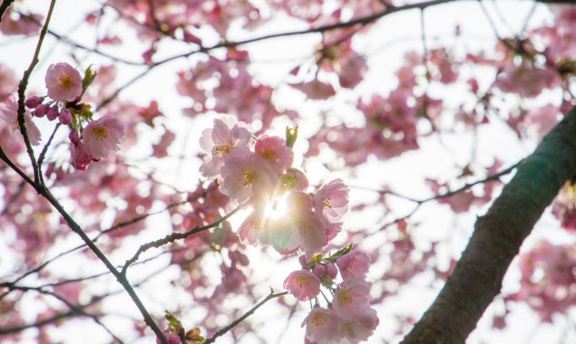 У Києві розквітли магнолії та сакури (локації)