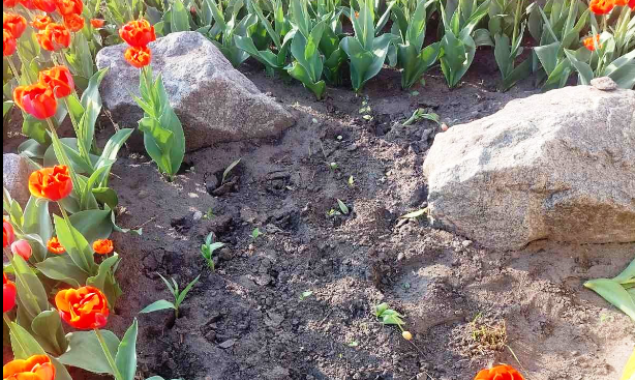 У “Київзеленбуді” поскаржились на крадіїв, які масово нищать квітники та видирають рослини з корінням (фото)