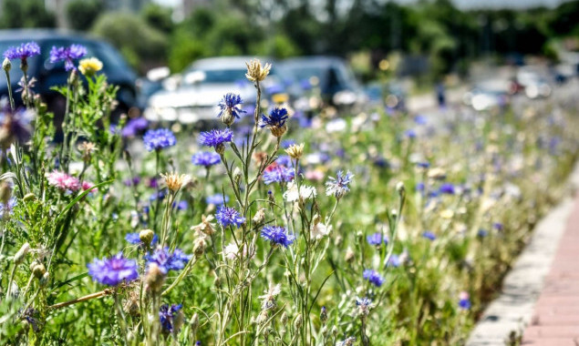 У Солом’янському районі Києва планують створити декоративні луки