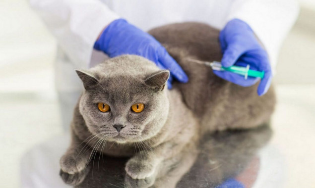 У Таращанській громаді проведуть щеплення домашніх тварин від сказу (локації)