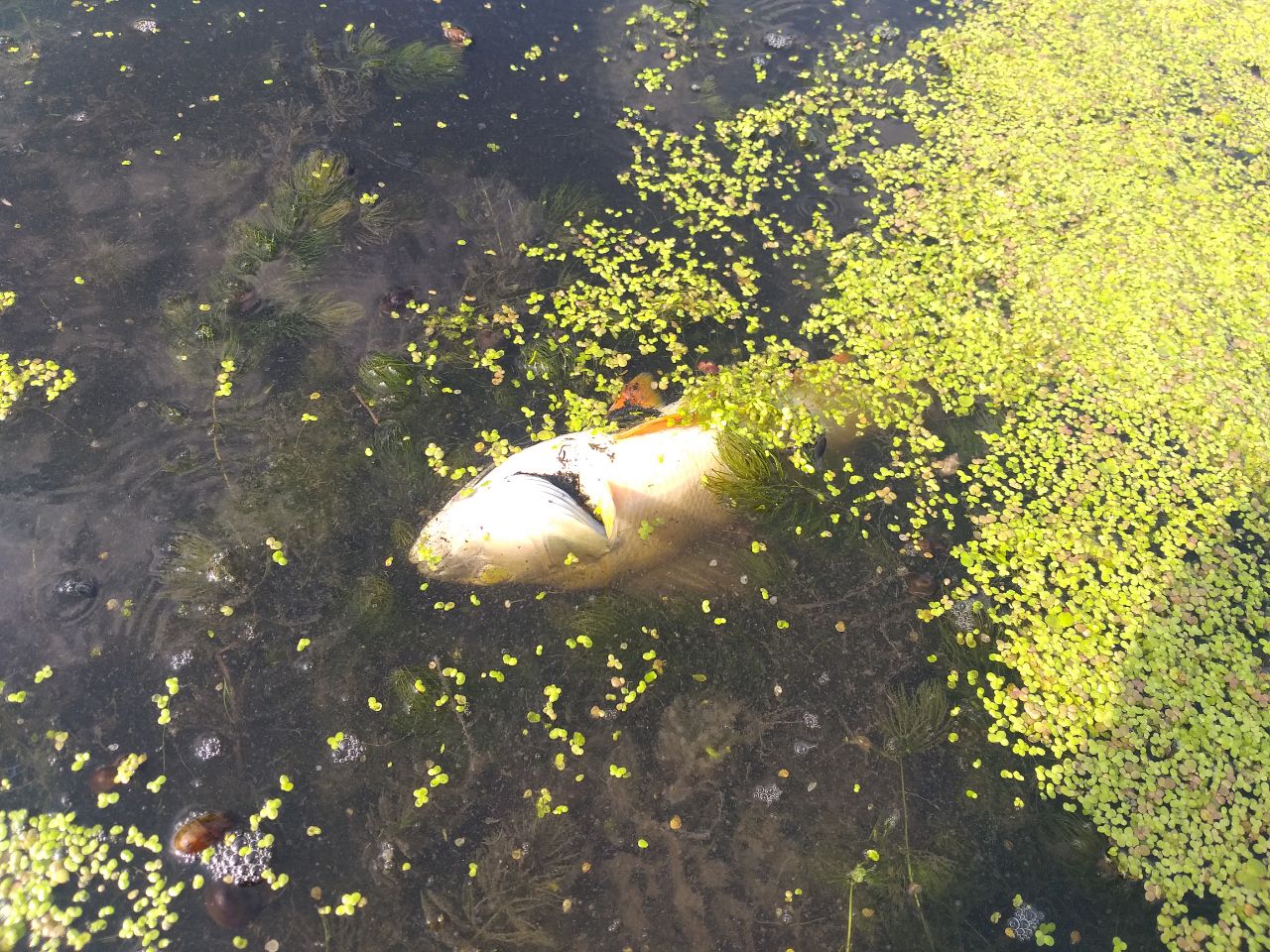 v ukrayini vpershe suditimut za ekocid edb9dc3