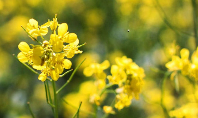 Аграрії Київщини посіяли 33 тисячі гектарів нової нішевої культури