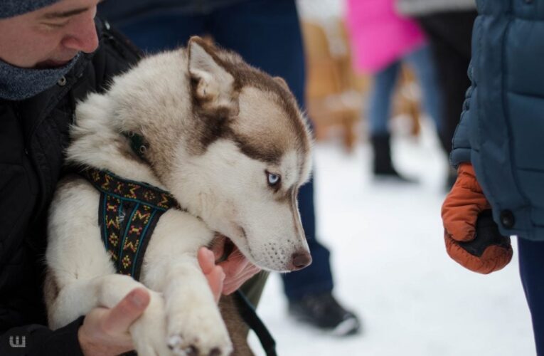 Де вигуляти собаку у Чернівцях: власників тварин запрошують подавати пропозиції
