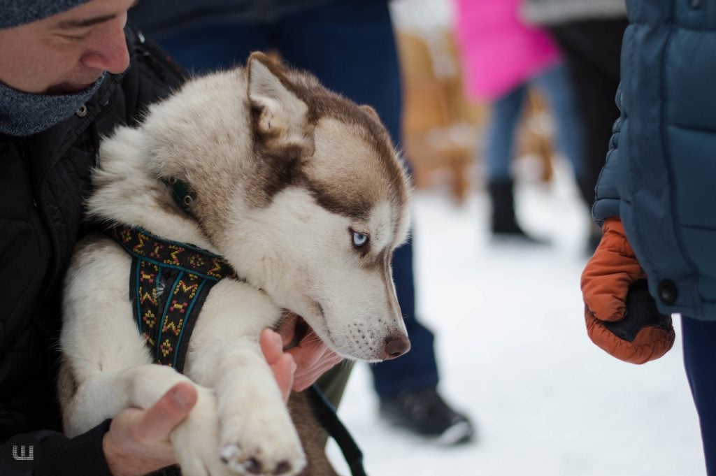 de viguljati sobaku u chernivcjah vlasnikiv tvarin zaproshujut podavati propoziciyi 4b9b981
