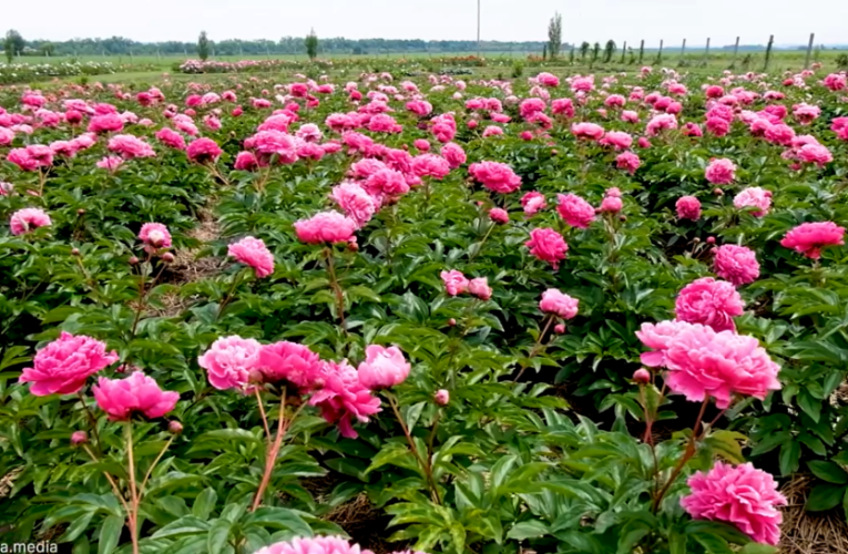 У Глибоці на Буковині відкривається поле півоній. Там проведуть низку соціальних заходів