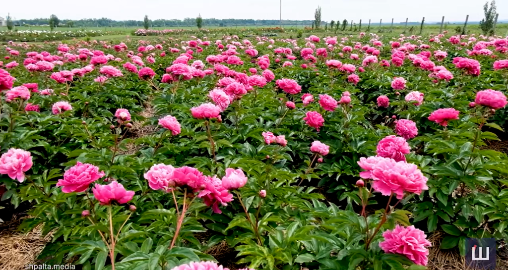 У Глибоці на Буковині відкривається поле півоній. Там проведуть низку соціальних заходів 11 u gliboci na bukovini vidkrivayetsja pole pivonij tam provedut nizku socialnih zahodiv 9ece4dc