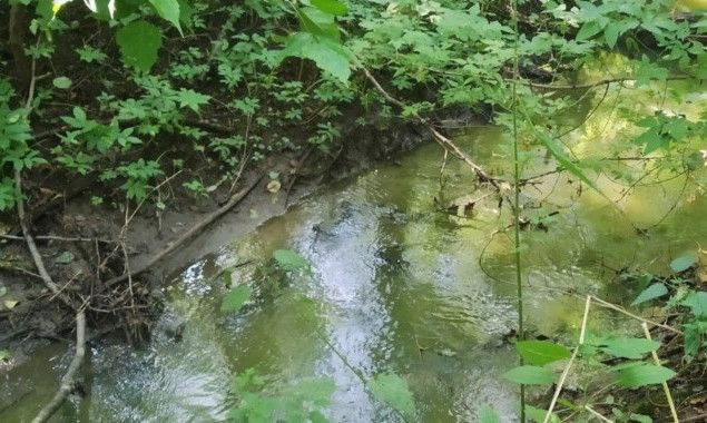 У Києві природний об’єкт “Заплава орхідей” оголосили ботанічною пам’яткою природи