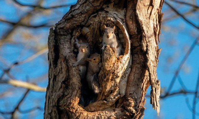 У Київраді планують оголосити ботанічною пам’яткою об’єкт “Вікова діброва” у Голосіївському районі