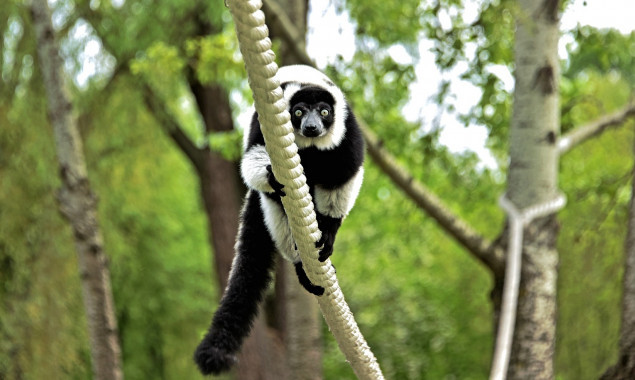 У Київському зоопарку лемури повернулися на свої зелені острівці (фото, відео)