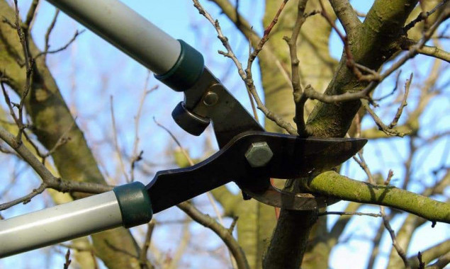 У парках та скверах Деснянського району планують обрізати дерева та видалити сухостої (локації)