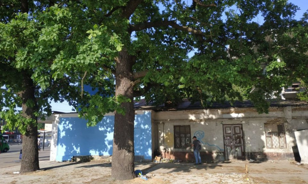 У Києві біля кінотеатру “Екран” невідомі підпиляли два старі дуби (фото)