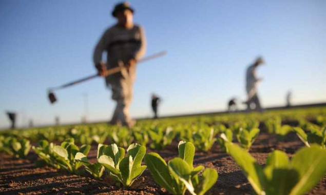 Фермери Київщини можуть отримати фінансову підтримку в 40 тисяч доларів