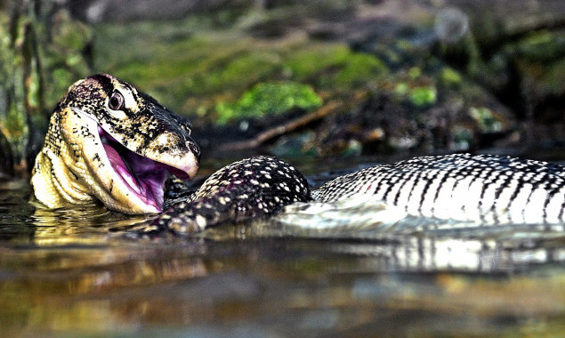 У мешканців Київського зоопарку триває сезон літніх СПА-процедур (фото, відео)