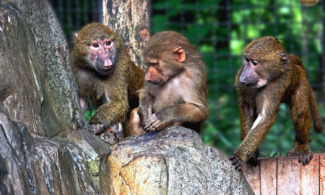 У Київському зоопарку в мавпячому &ldquo;дитячому садочку&rdquo; вихованці опановують нову водну забавку (фото, відео)