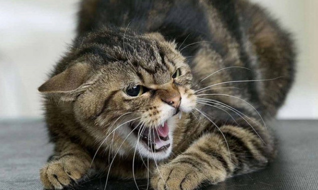 У Козинській громаді запровадили карантин через діагностування сказу в кота 