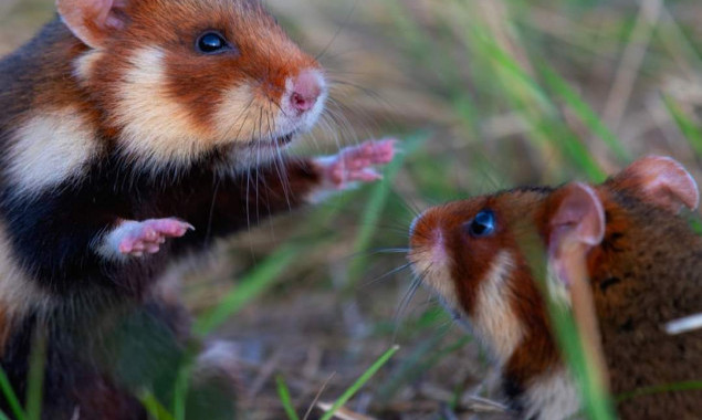 Фахівці Київзоо повернули хом'яка звичайного в Тарутинський степ (фото)