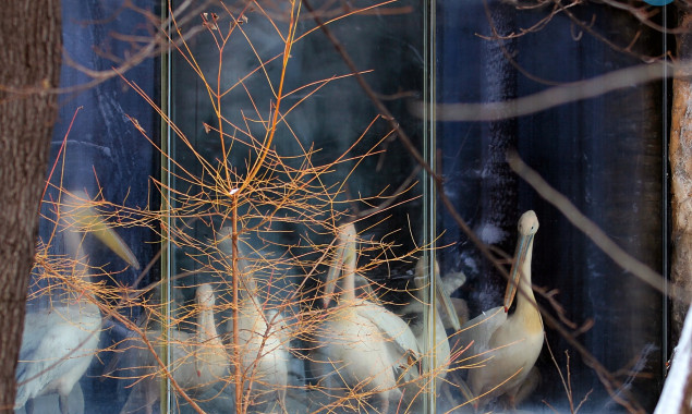 Апартаменти з басейном та підігрівом: фламінго Київського зоопарку перебралися до зимового будиночку (фото, відео)