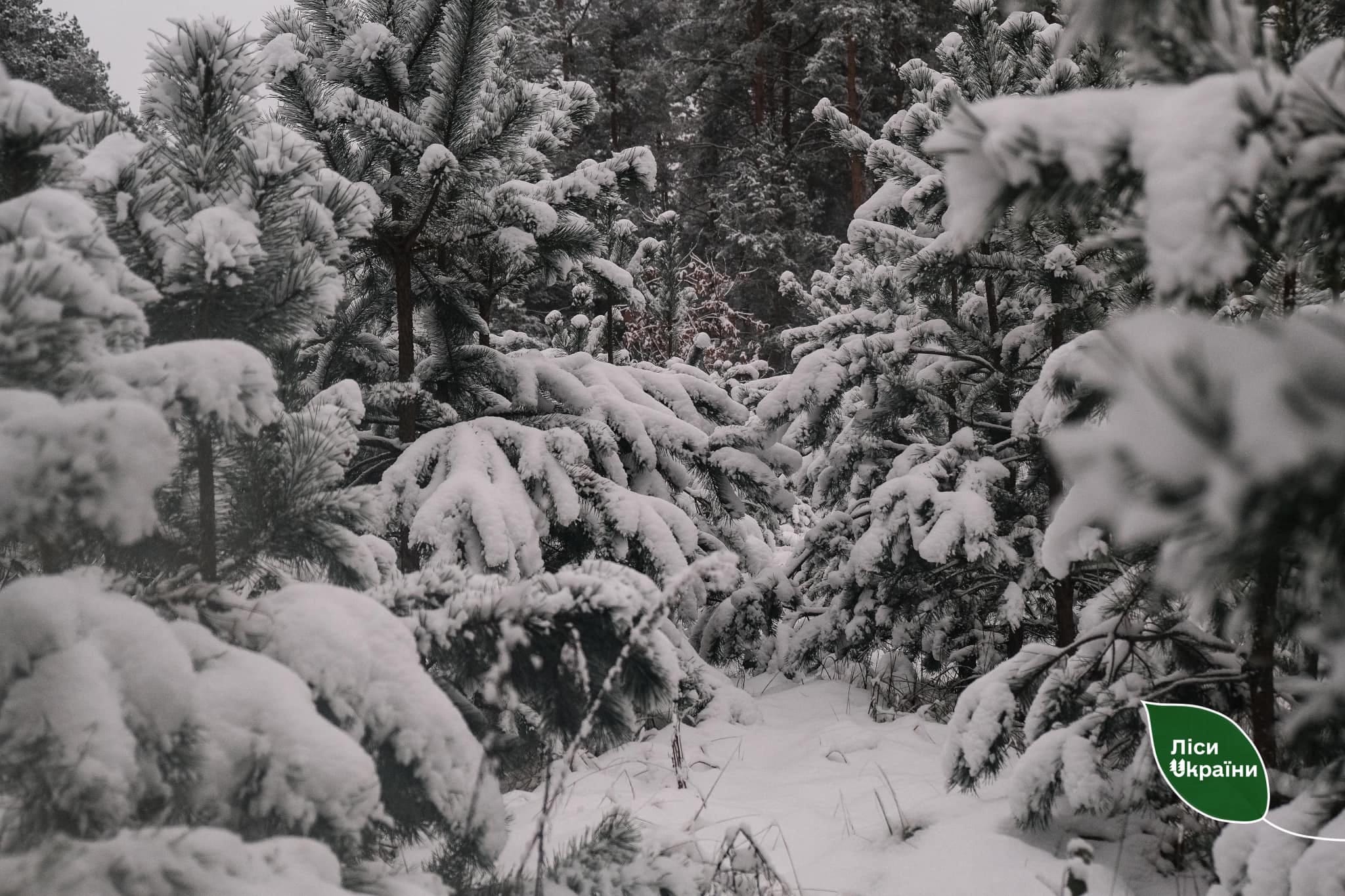 На Буковині працюватимуть три ялинкові ярмарки від лісівників: де офіційно купити святкове дерево 11 Ярмарки від лісівників