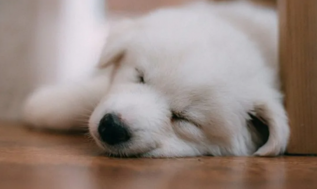 У Києві жінка викинула двомісячне цуценя з вікна 7 поверху