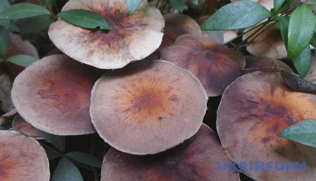 Австрійські науковці вивчають можливість створення меблів із грибів