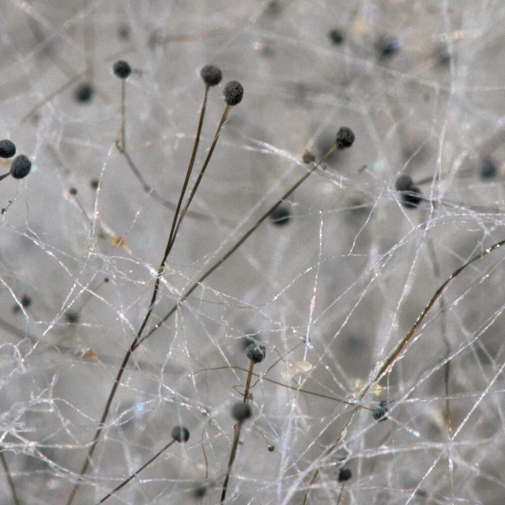 avstrijski naukovci vivchajut mozhlivist stvorennja mebliv iz gribiv 9de9697