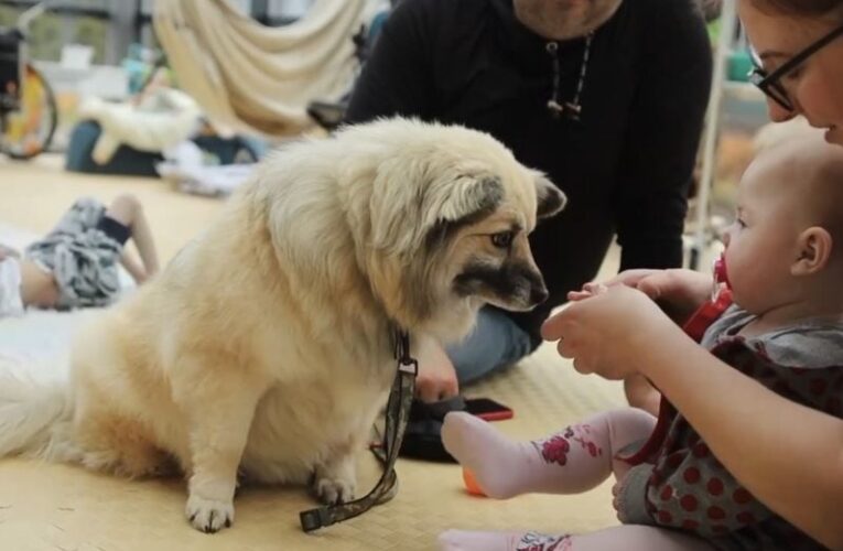 «Після занять із чотирилапими діти не бояться контакту з медперсоналом». Як в чернівецьокому хоспісі «Місті добра» проводять каністерапію