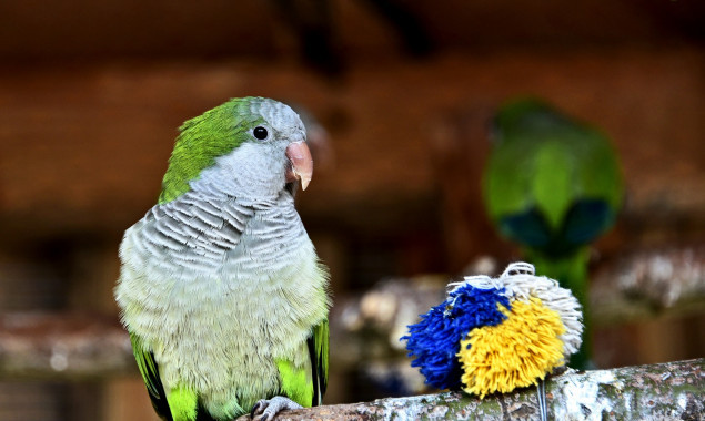 У Київському зоопарку родина папуг-монахів зустрічає відвідувачів у літній оселі (фото)