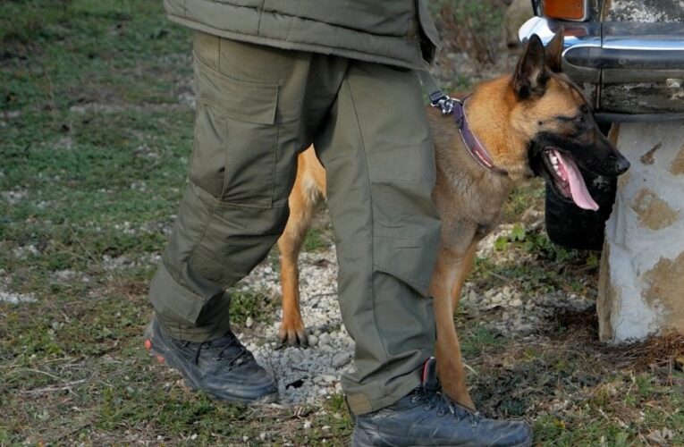 У Сокирянській виправній колонії тренують службових собак: як проходять заняття