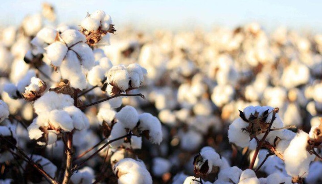 На Одещині планують вирощувати бавовну