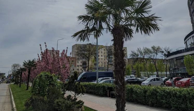 На Закарпатті висадили алею пальм